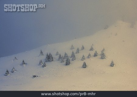 
                Winter, Nebelig, Nadelbaum, Schnee                   