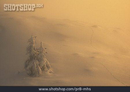 
                Winter, Nebelig, Schnee                   