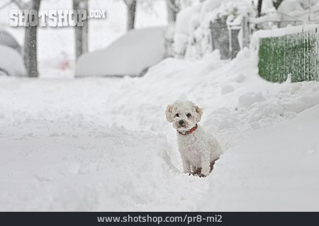 
                Schnee, Hund                   