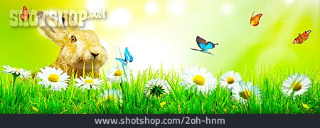 
                Butterfly, Flower Meadow, Rabbit, Spring                   