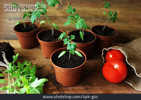 
                Tomatenpflanze, Jungpflanze, Anzucht                   