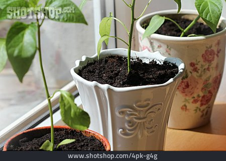 
                Wachstum, Fensterbrett, Paprikapflanze                   
