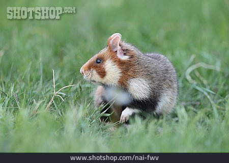 
                Feldhamster, Europäischer Hamster                   