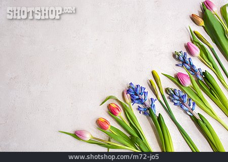 
                Blume, Frühling, Floral                   