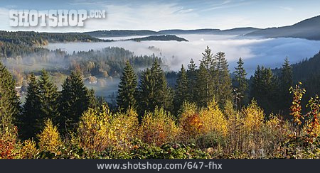 
                Herbst, Nebelig, Schwarzwald                   