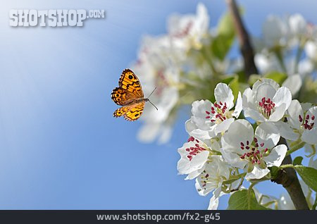 
                Schmetterling, Birnenblüte                   