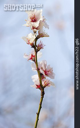 
                Spring, Twig, Almond Tree, Almond Blossom                   