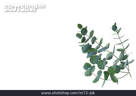 
                Blätter, Zweig, Eukalyptus                   