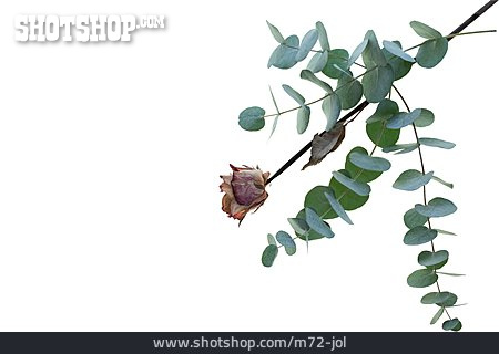 
                Rose, Eukalyptus                   