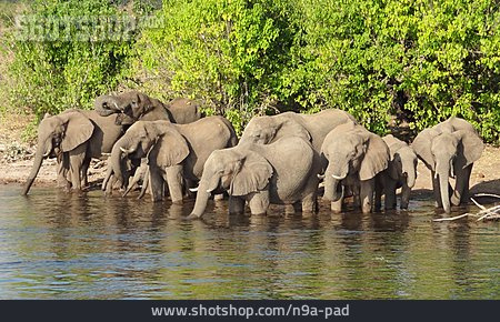 
                Wasserloch, Elefantenherde                   