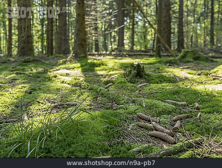 
                Moos, Tannenzapfen, Waldboden                   