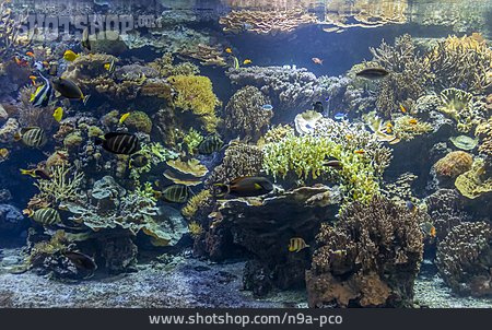 
                Unterwasser, Korallenriff, Salzwasser, Fische                   