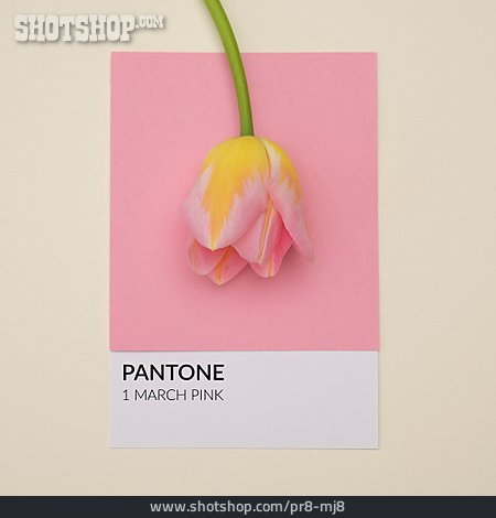 
                Pink, Farbton, Pantone                   