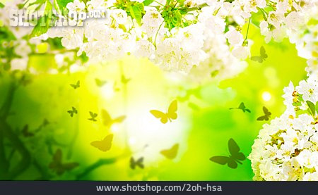 
                Butterfly, Spring, Tree Blossom                   