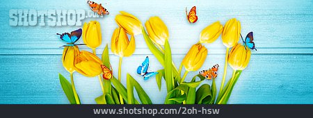 
                Schmetterling, Tulpe, Frühlingszeit                   