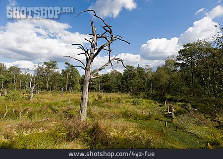 
                Pietzmoor, Moorgebiet, Naturschutzgebiet Lüneburger Heide                   
