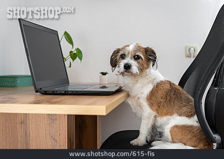 
                Hund, Laptop, Schreibtisch                   