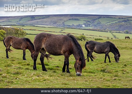 
                Exmoor-pony                   