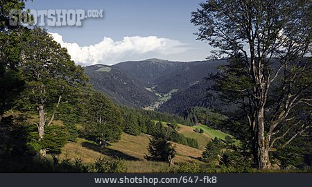 
                Schwarzwald, Feldberg, St. Wilhelmer Tal                   