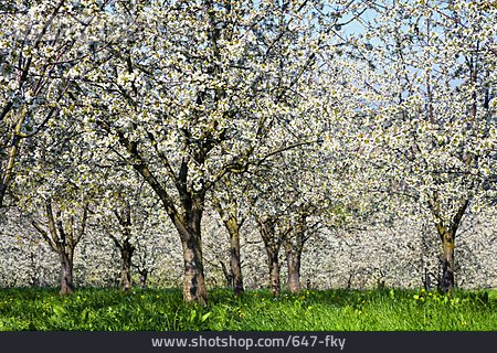 
                Kirschblüte, Obstbaumblüte, Obstbaumwiese                   