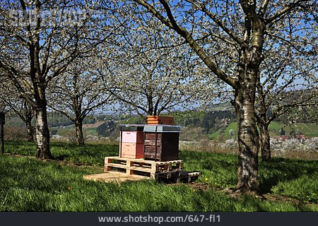 
                Kirschblüte, Bienenstock, Blütenhonig                   