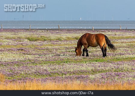 
                Weide, Pferd, Ostfriesische Inseln                   