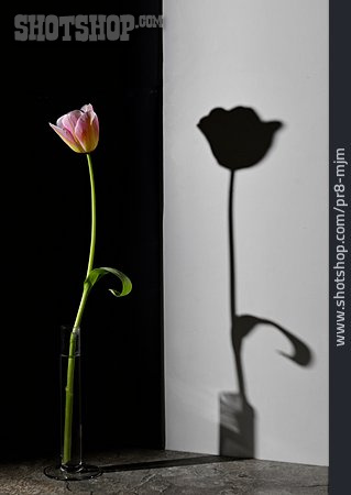 
                Tulpe, Schattenwurf                   