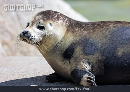 
                Robbe, Nördlicher Seebär                   