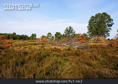 
                Heidelandschaft, Wittstock-ruppiner Heide                   