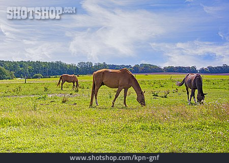 
                Pasture, Horses                   