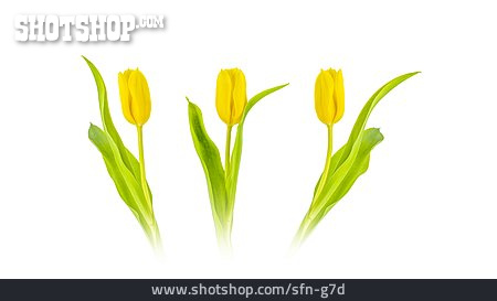 
                Tulip                   