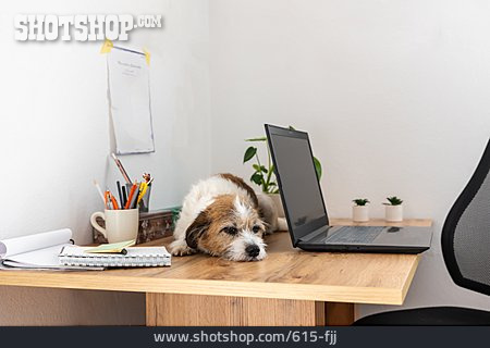 
                Hund, Schreibtisch, Dösen                   
