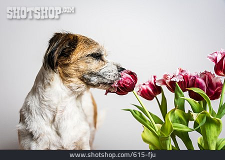 
                Hund, Tulpenstrauß, Riechen                   
