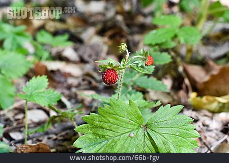 
                Wild Strawberry                   