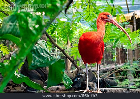 
                Scarlet Ibis                   