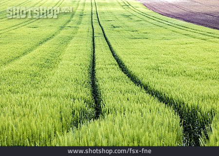 
                Feld, Landwirtschaft, Getreidefeld                   