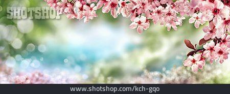 
                Kirschblüte, Frühling                   