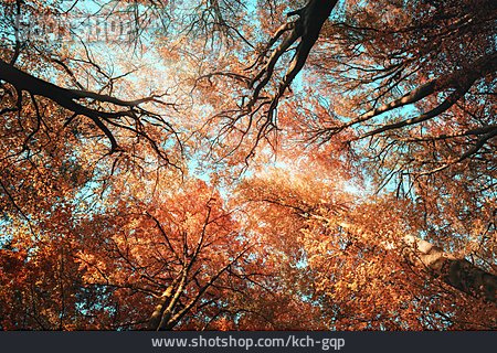 
                Wald, Herbst, Baumkrone                   