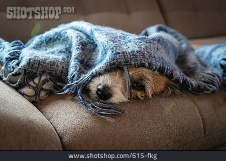 
                Hund, Decke, Versteckt                   