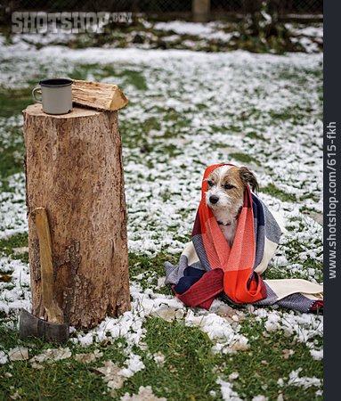 
                Winter, Hund, Wärme, Wolldecke                   