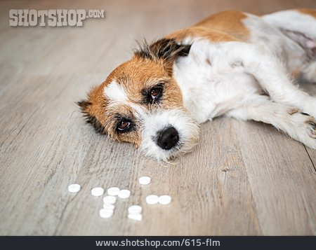 
                Hund, Tabletten, Vergiftung                   