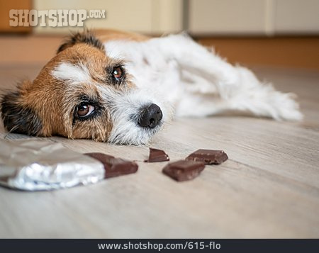 
                Hund, Schokolade, Vergiftung                   