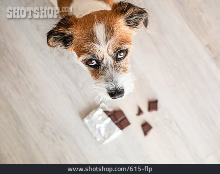 
                Dog, Chocolate, Toxic                   