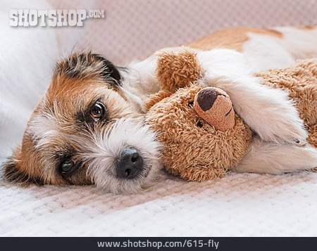 
                Hund, Teddybär                   
