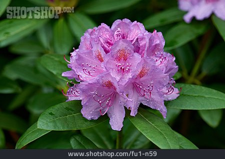 
                Rhododendronblüte                   