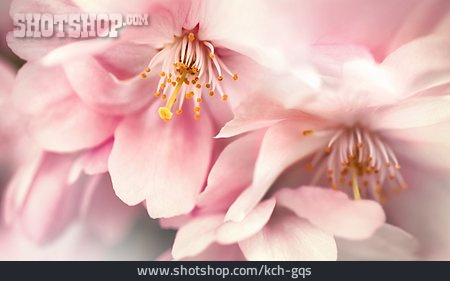 
                Kirschblüte, Blütenblätter, Staubblatt                   