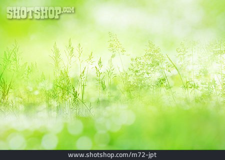 
                Gräser, Grün, Frühling                   