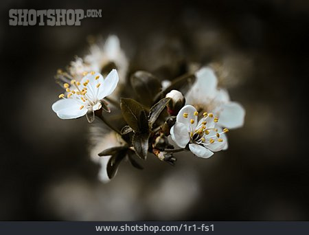 
                Baumblüte, Steinweichsel                   