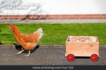 
                Hühnerei, Huhn, Anhänger, Lieferung                   