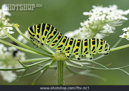 
                Schwalbenschwanz, Schmetterlingsraupe                   